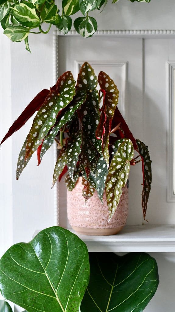 15 Strange Houseplants That Make Your Home Look Like a Botanical Wonderland