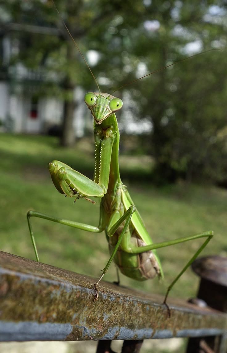 10 Beneficial Insects You Should Invite to Your Garden