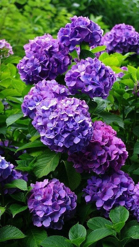 Hydrangea Colors & Soil pH: How To Make Your Blooms Blue, Pink, Or Even Purple