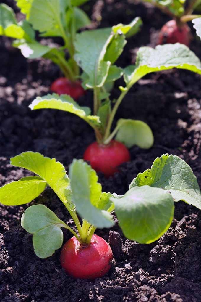 12 Vegetables That Grow Well in July (And Exactly How To Grow Them Right)