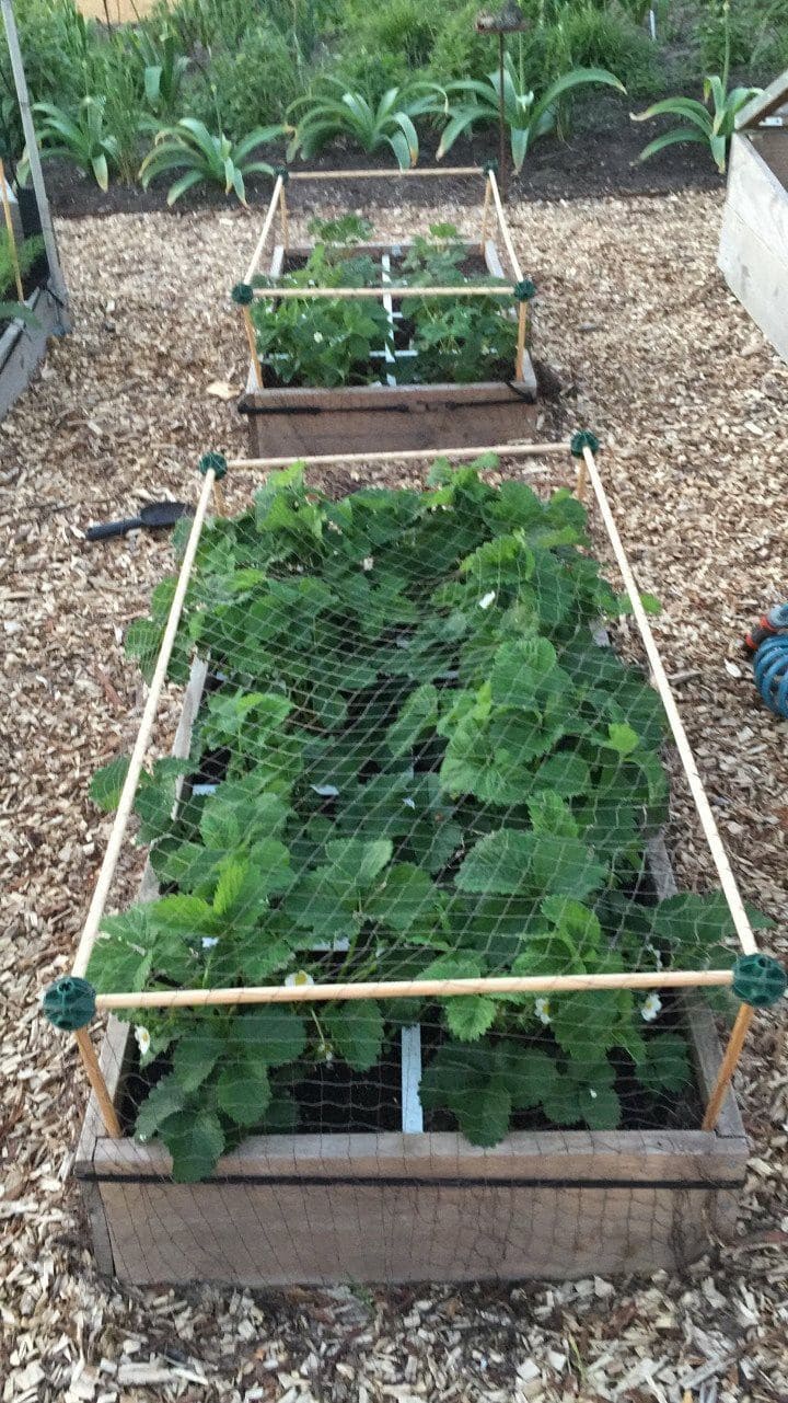 Raised Bed Net-Cover Greenhouse