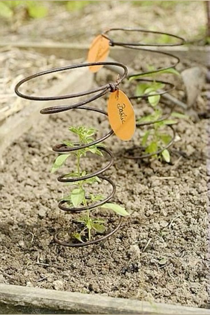 Repurposed Spring Plant Protectors