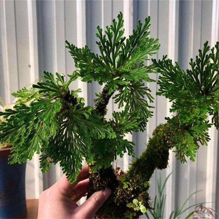 15 Strange Houseplants That Make Your Home Look Like a Botanical Wonderland