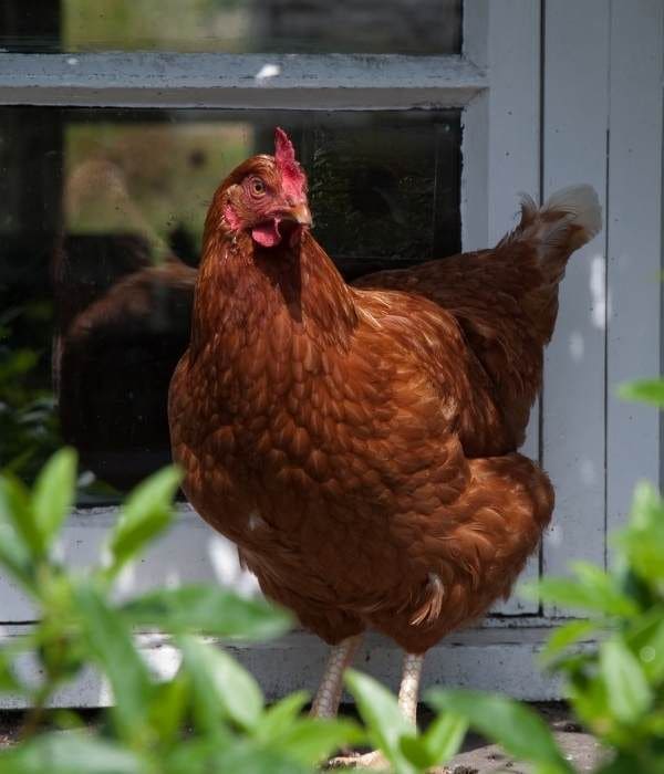 Top 10 Best Laying Hen Breeds for Fresh Eggs All Year Round