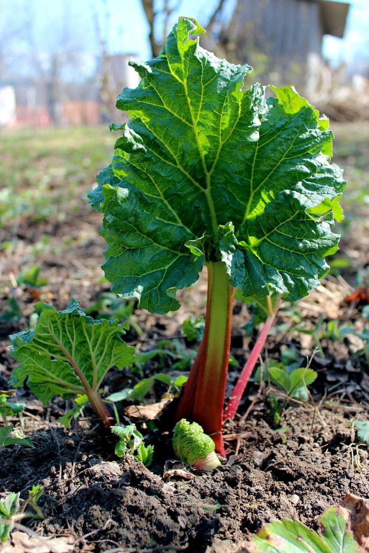 12 Wonderful Plants You Only Need to Plant Once and Enjoy for Years
