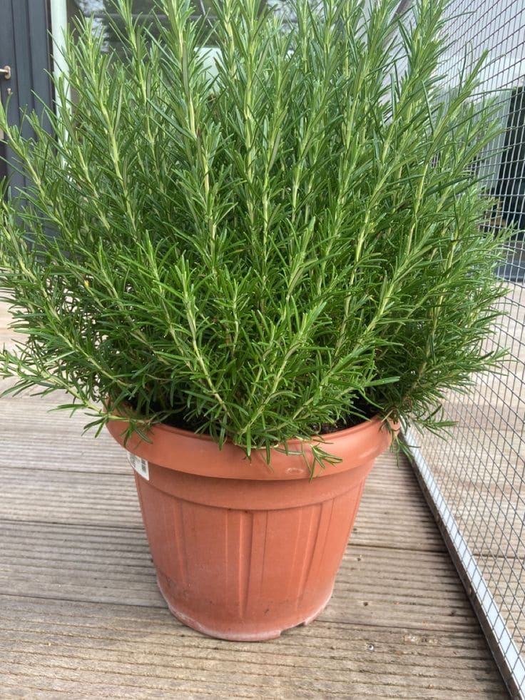 12 Wonderful Plants You Only Need to Plant Once and Enjoy for Years