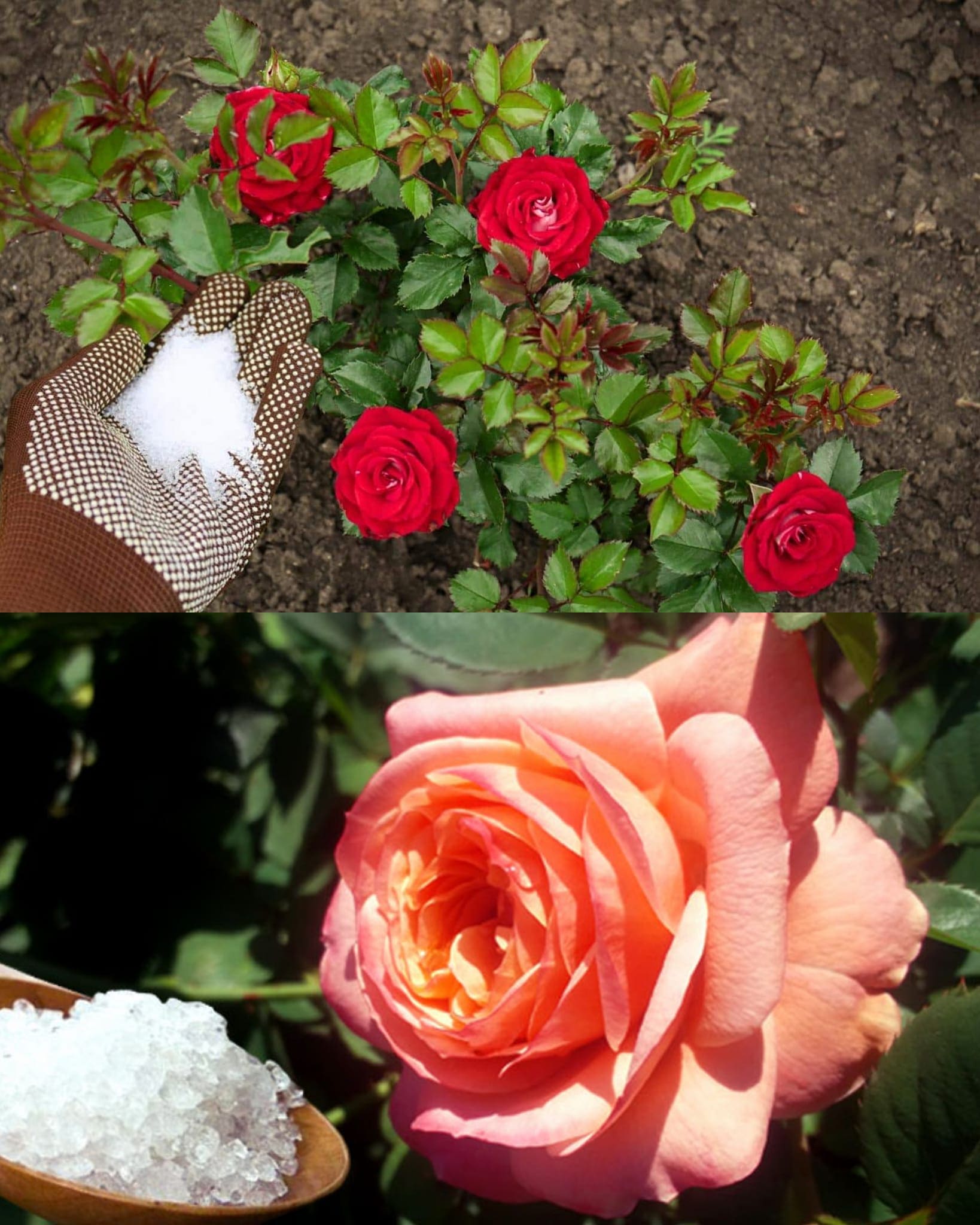10 Plants Love Epsom Salt And How To Keep Them Thriving
