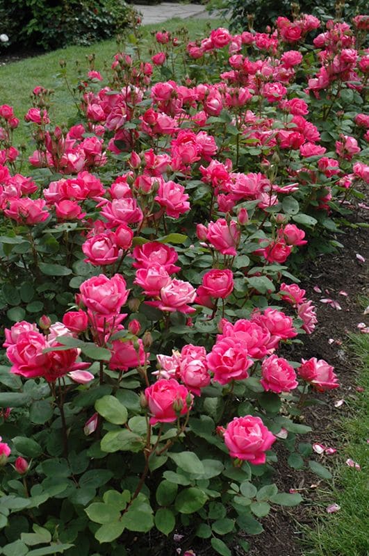 10 Plants That Grow Better With Crushed Eggshells Without Fertilizer