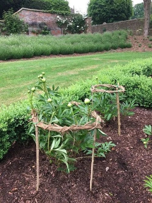 Rustic Peony Support Hoops