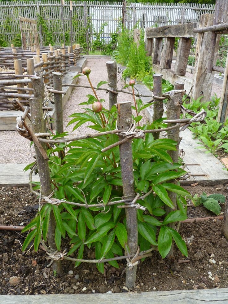 Rustic Twig Cage for Bushy Blooms