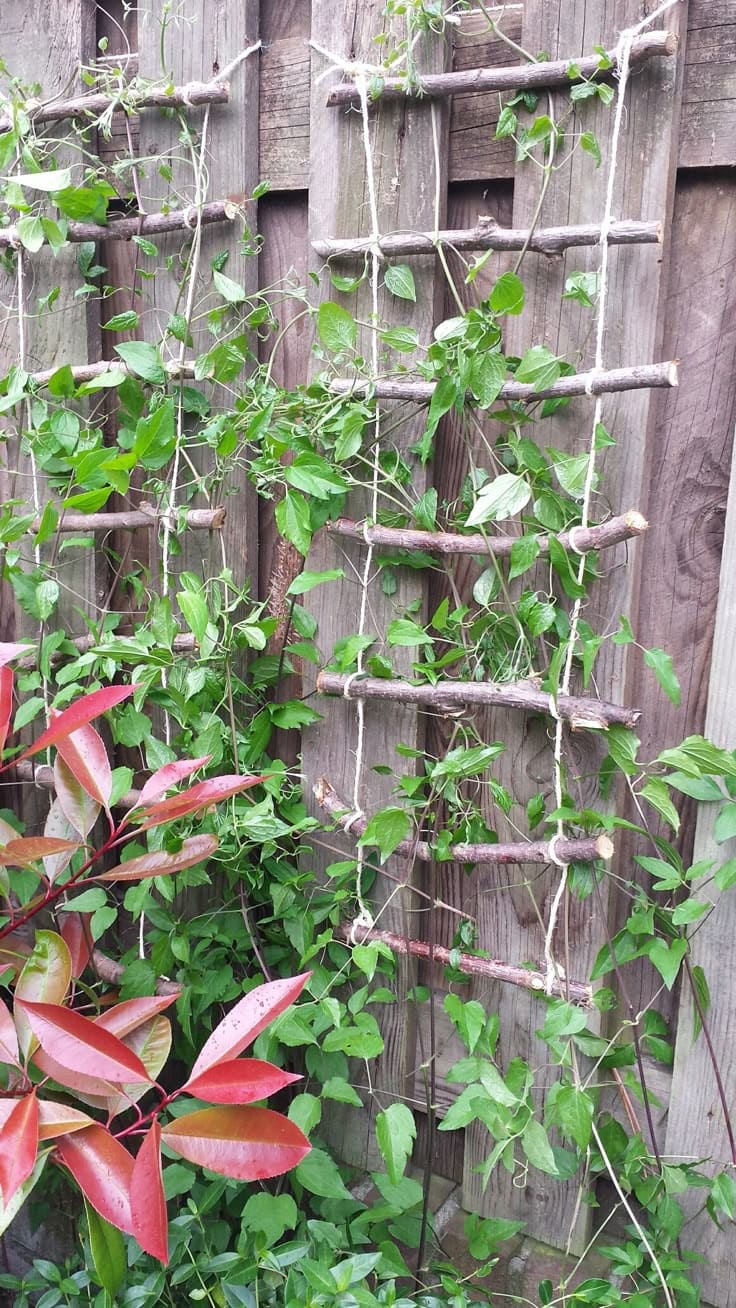 15 Plant Support Ideas That Will Help Your Garden Thrive All Season