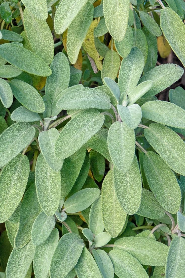 12 Wonderful Plants You Only Need to Plant Once and Enjoy for Years