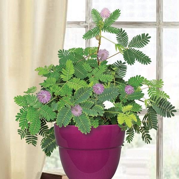 15 Strange Houseplants That Make Your Home Look Like a Botanical Wonderland
