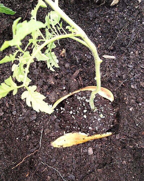 Following These 15 Tricks Helps You Harvest Brag of Tomatoes