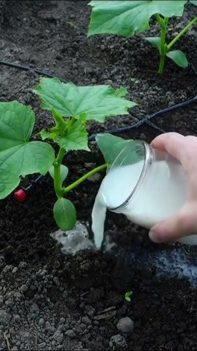 How to Prune Cucumber Plants for the Biggest Yields