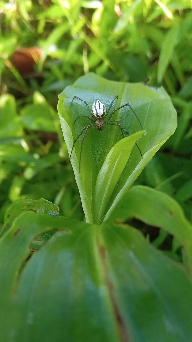 10 Beneficial Insects You Should Invite to Your Garden