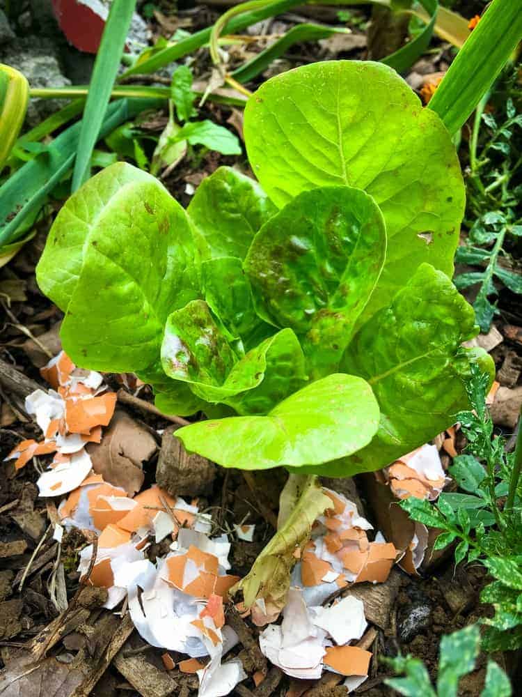 10 Plants That Grow Better With Crushed Eggshells Without Fertilizer