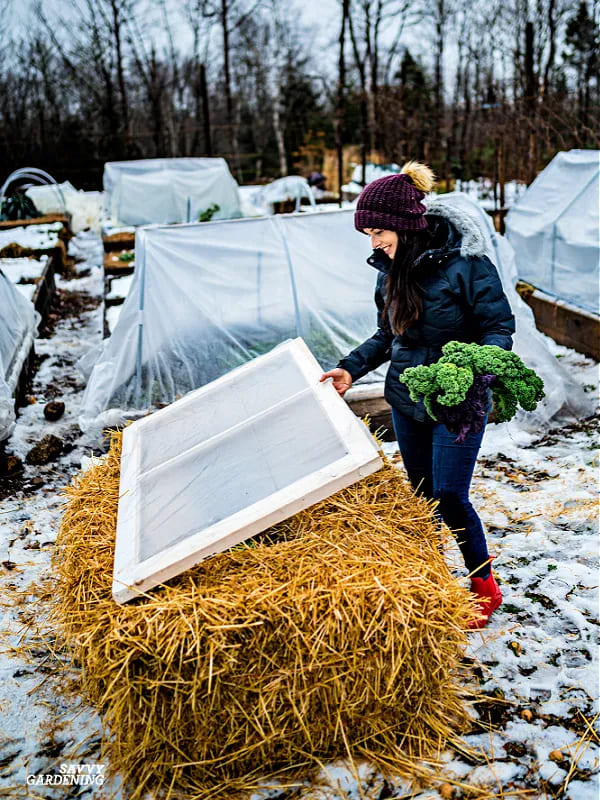 11 Genius Ways to Use Straw in Gardening That Go Way Beyond Mulch