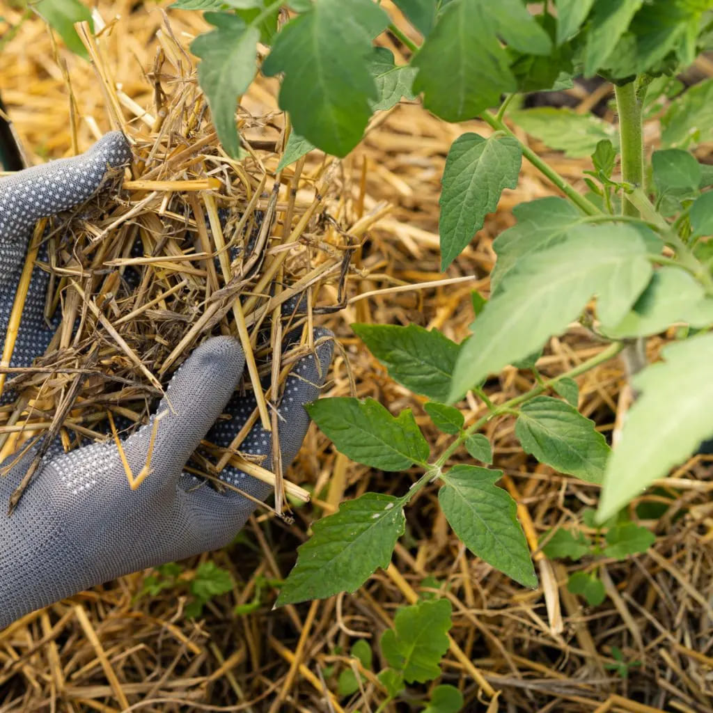 11 Genius Ways to Use Straw in Gardening That Go Way Beyond Mulch