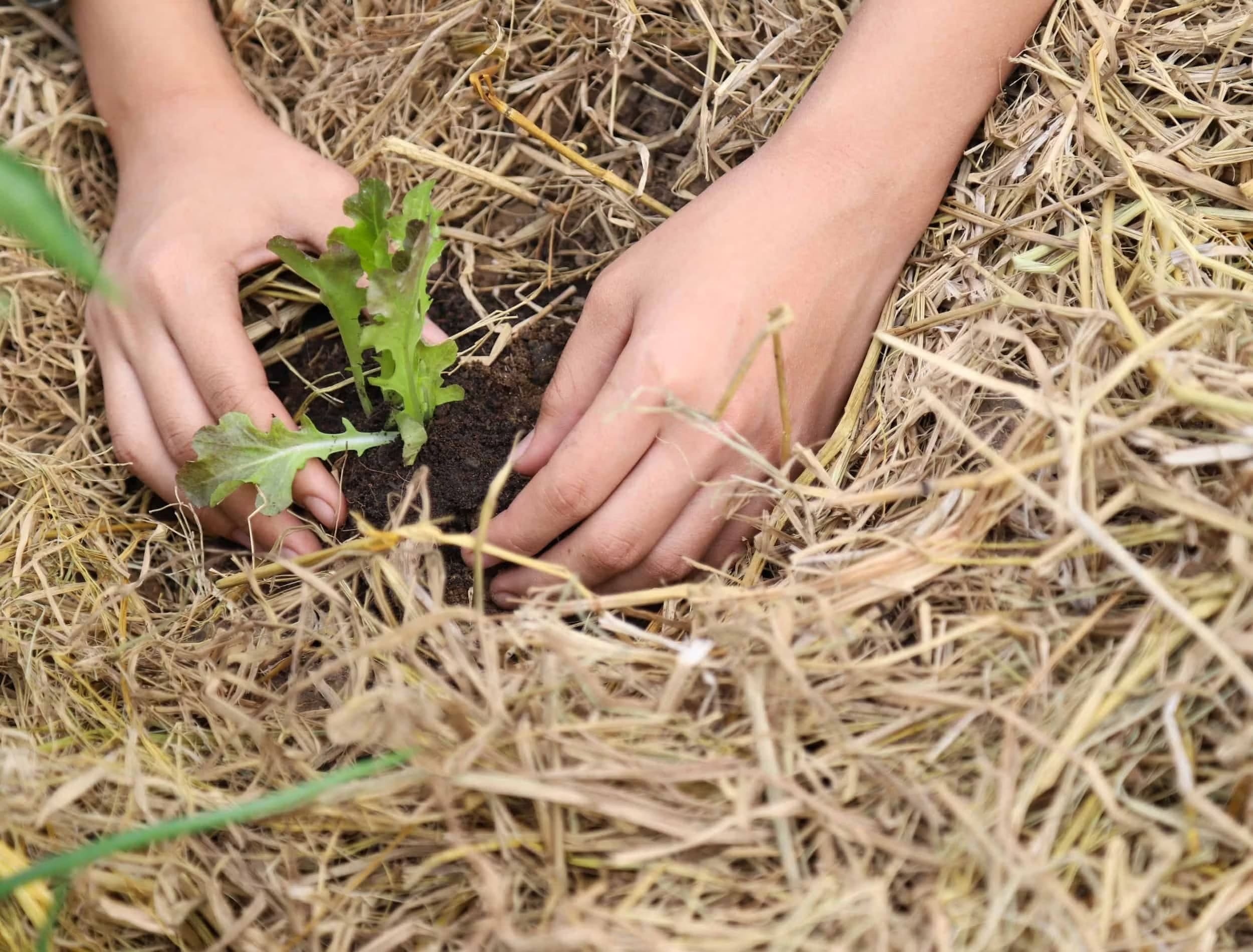 11 Genius Ways to Use Straw in Gardening That Go Way Beyond Mulch