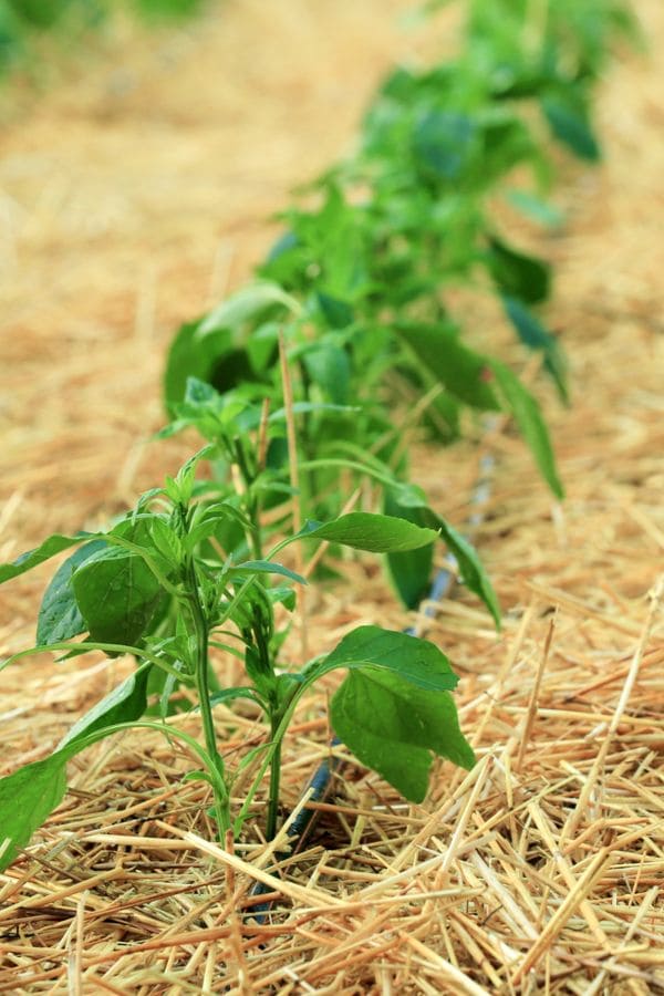 11 Genius Ways to Use Straw in Gardening That Go Way Beyond Mulch