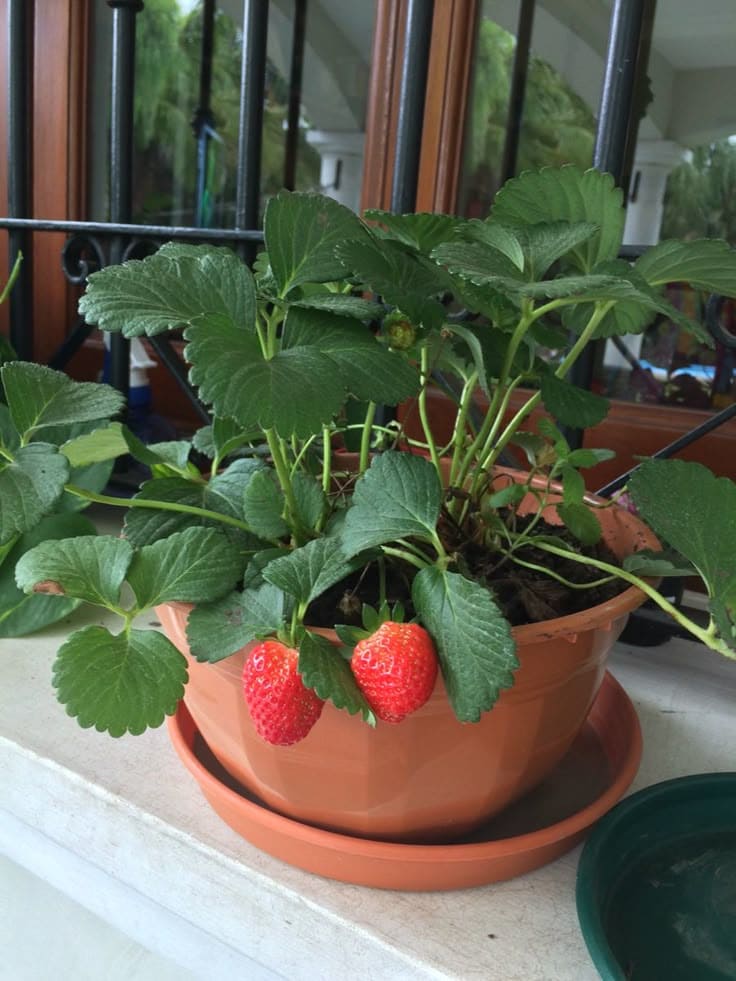 15 Indoor Fruit Plants That Bring Freshness Right to Your Home