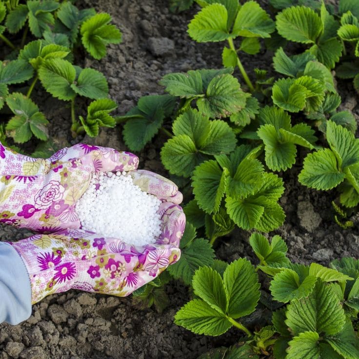 10 Plants Love Epsom Salt And How To Keep Them Thriving
