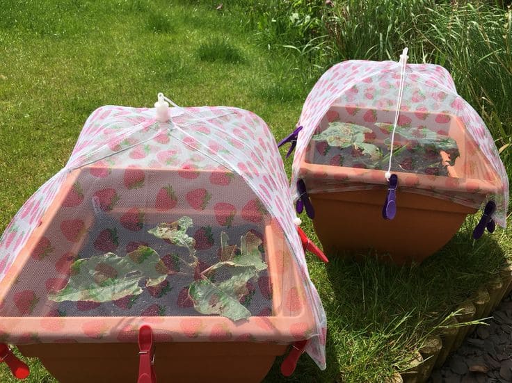 Strawberry Net Dome Greenhouses