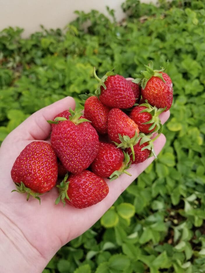Here are 8 Super Tips to Grow Big And Juicy Strawberries