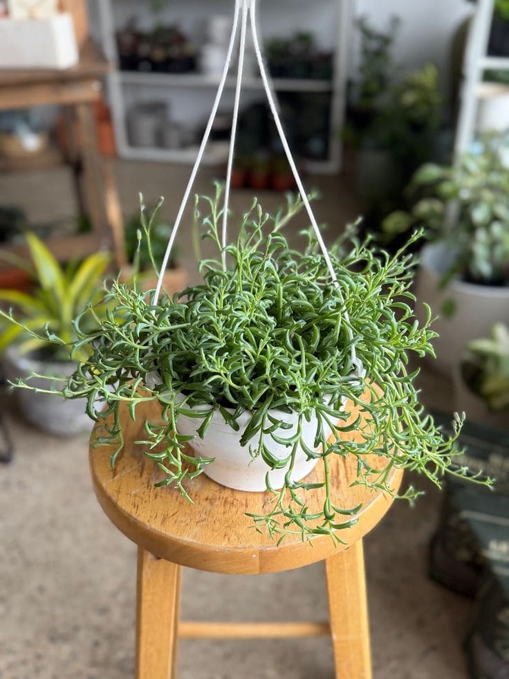 15 Strange Houseplants That Make Your Home Look Like a Botanical Wonderland