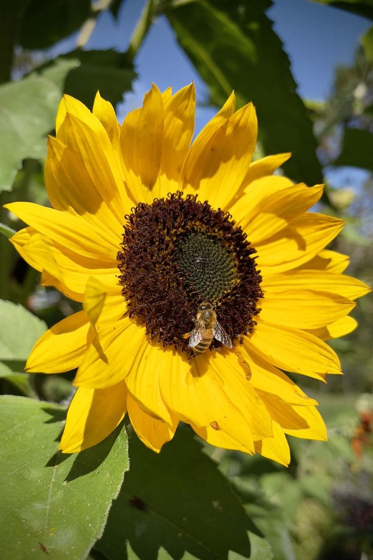 Here Are 10 Best Plants That Help Us Save Our Bees