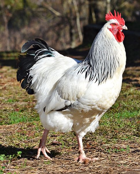 Top 10 Best Laying Hen Breeds for Fresh Eggs All Year Round
