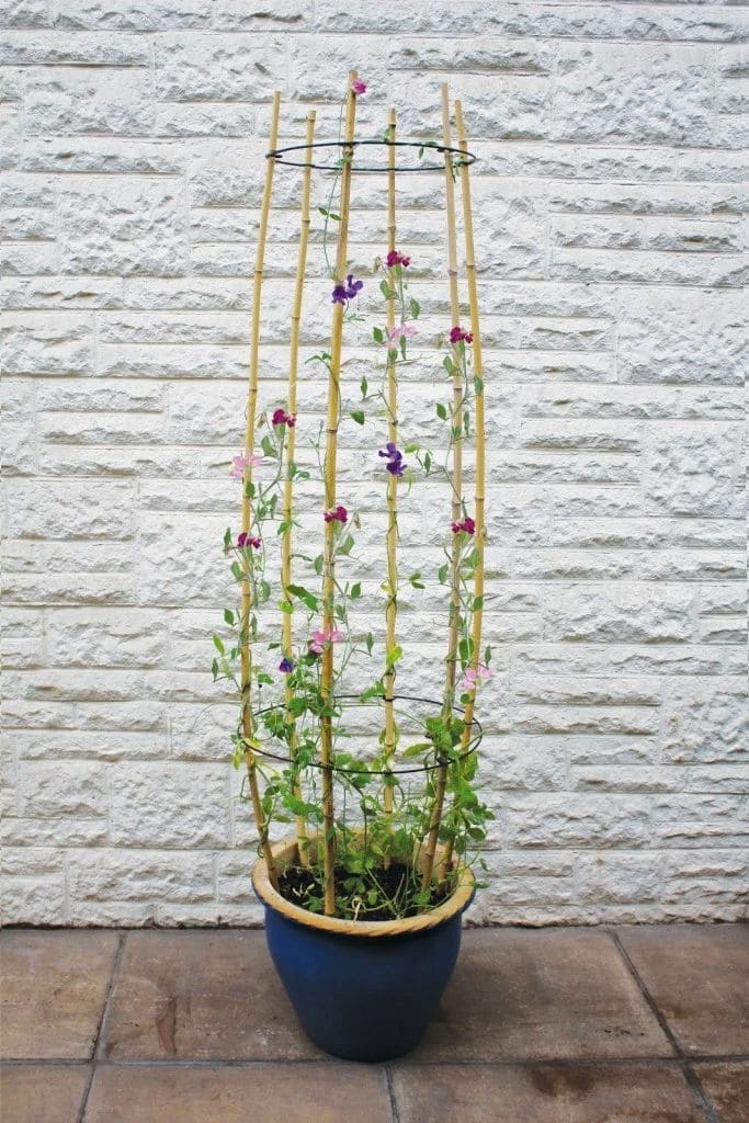 Sweet Pea Bamboo Climber Cage