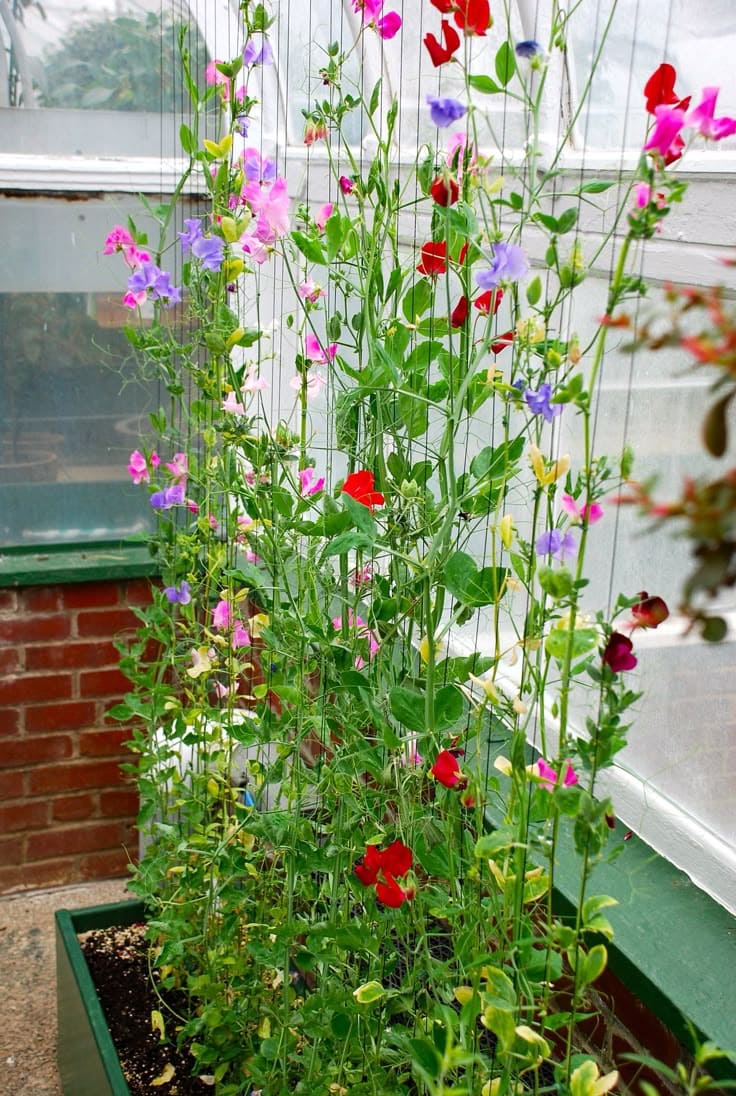 10 Fastest Growing Vines for Trellises That’ll Cover Any Space in No Time
