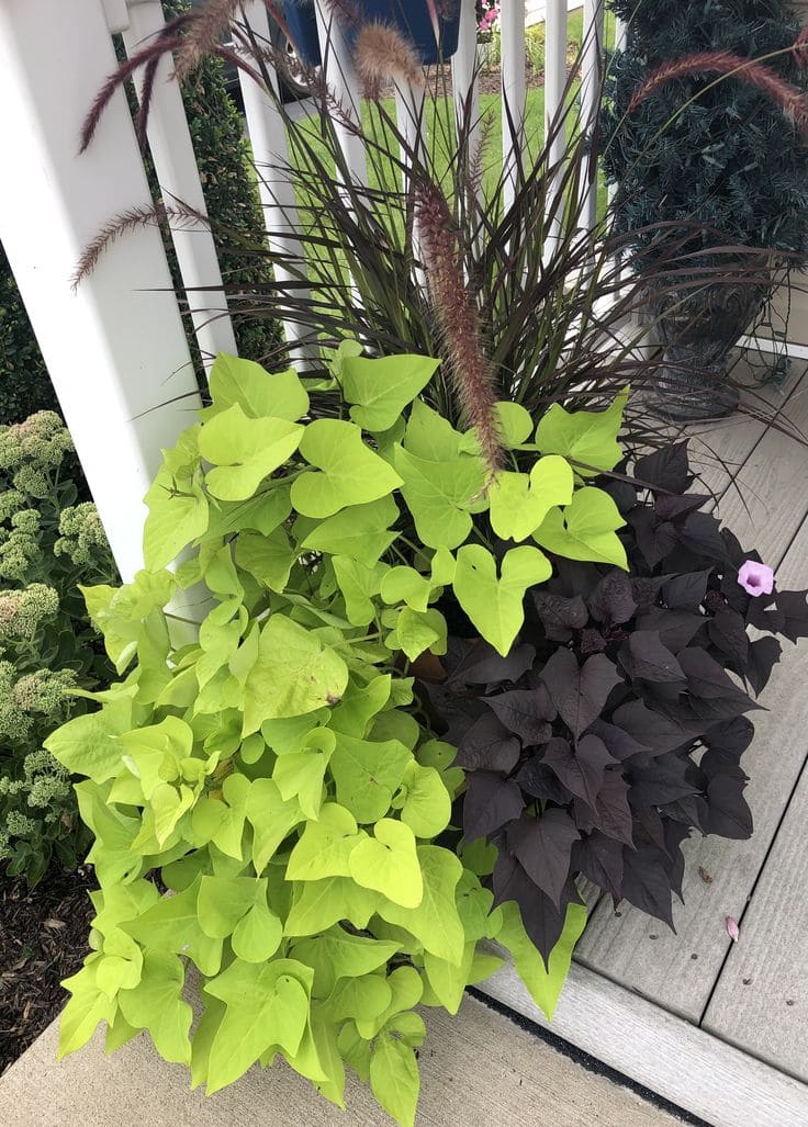 15 Shade-Loving Plants That Beat the Heat (And Still Look Gorgeous Doing It)