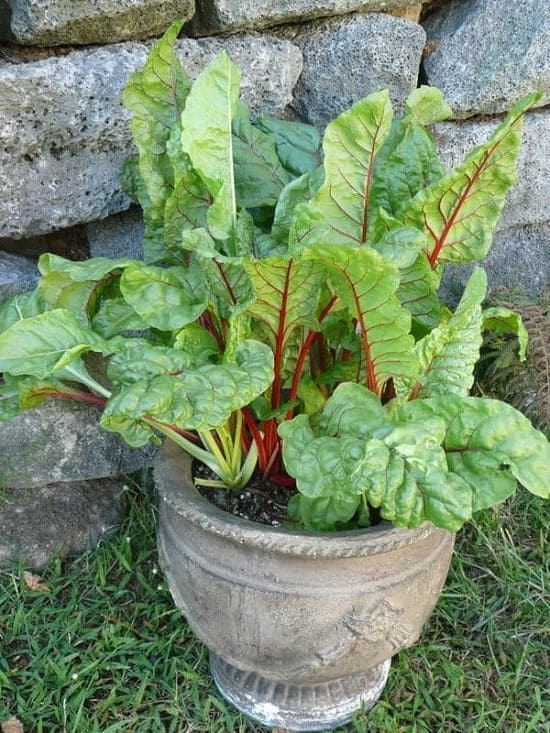 12 Vegetables That Grow Well in July (And Exactly How To Grow Them Right)