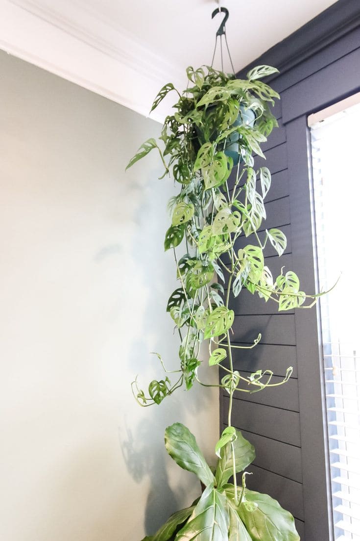 15 Strange Houseplants That Make Your Home Look Like a Botanical Wonderland