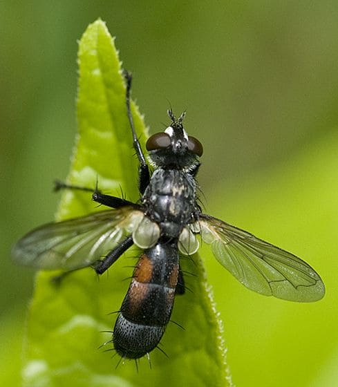 10 Beneficial Insects You Should Invite to Your Garden