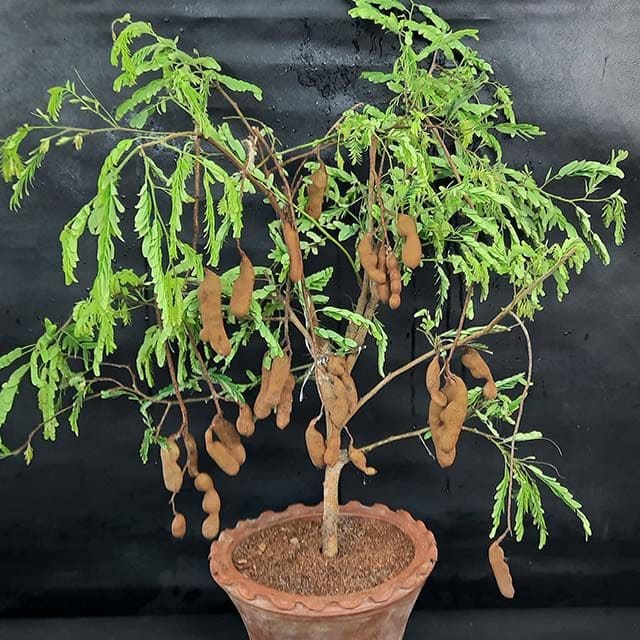15 Indoor Fruit Plants That Bring Freshness Right to Your Home