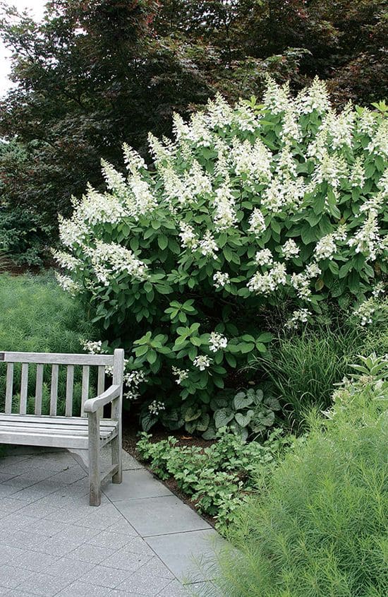 12 Popular Hydrangea Varieties Every Garden Lover Should Know