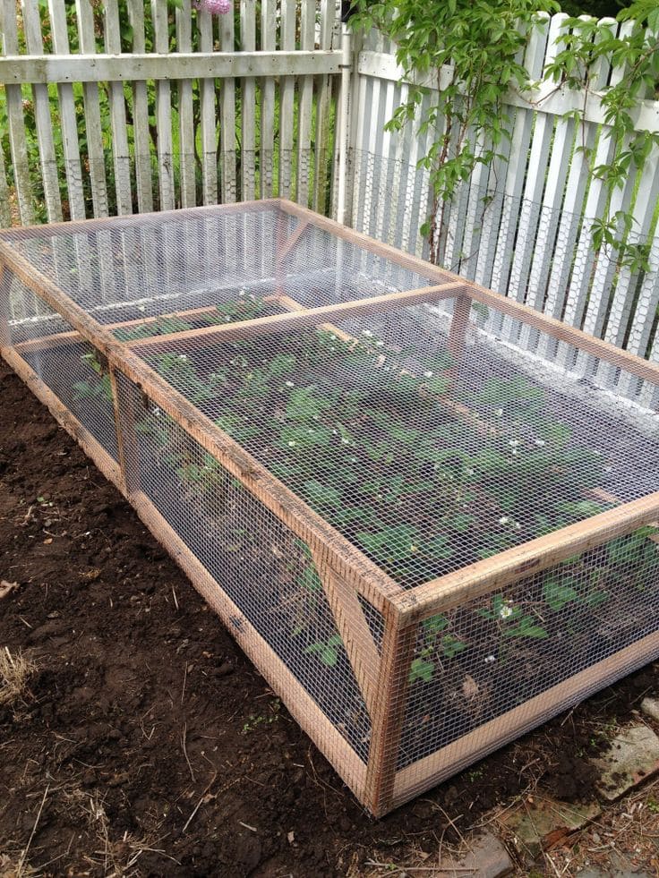 How to Build a Simple Strawberry Cage to Help Your Plants Grow Bigger and Cleaner