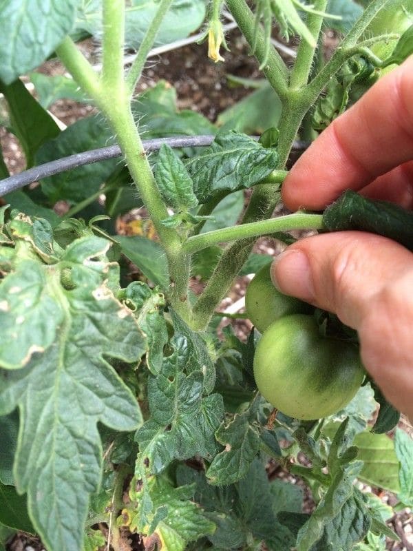 How to Prune Tomato Plants Like a Pro for Bigger, Juicier Harvests