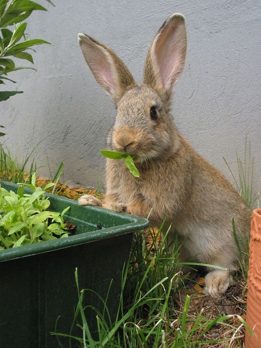 How to Keep Wild Animals Out of Your Garden Without Losing Your Mind