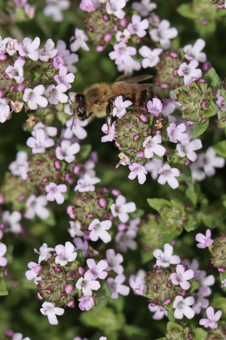 Here Are 10 Best Plants That Help Us Save Our Bees