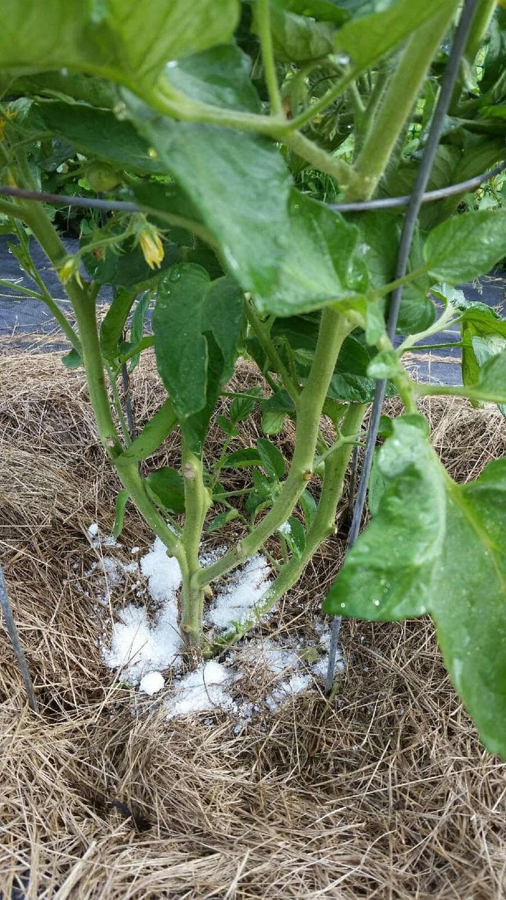10 Plants Love Epsom Salt And How To Keep Them Thriving