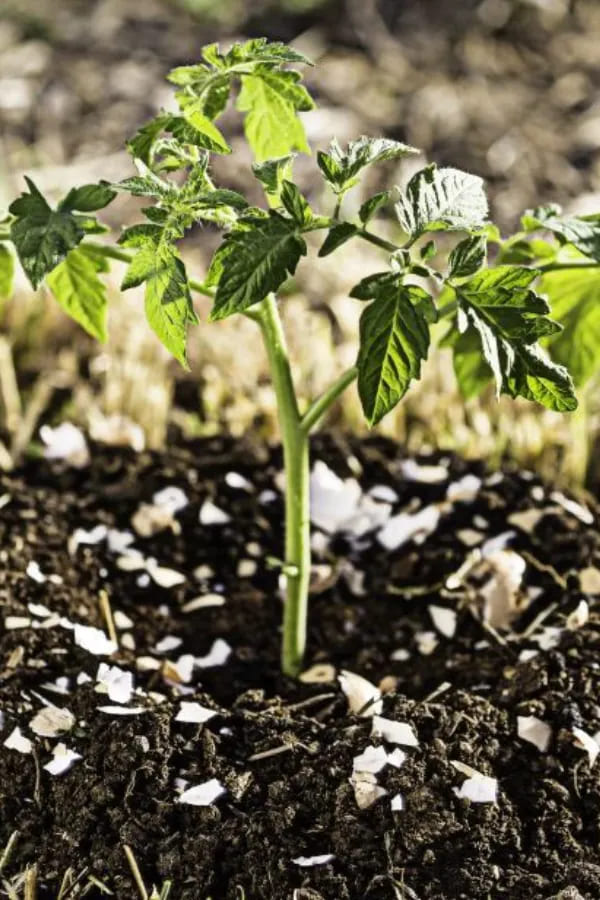 10 Plants That Grow Better With Crushed Eggshells Without Fertilizer