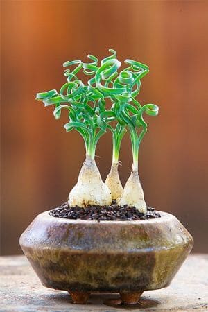 15 Strange Houseplants That Make Your Home Look Like a Botanical Wonderland