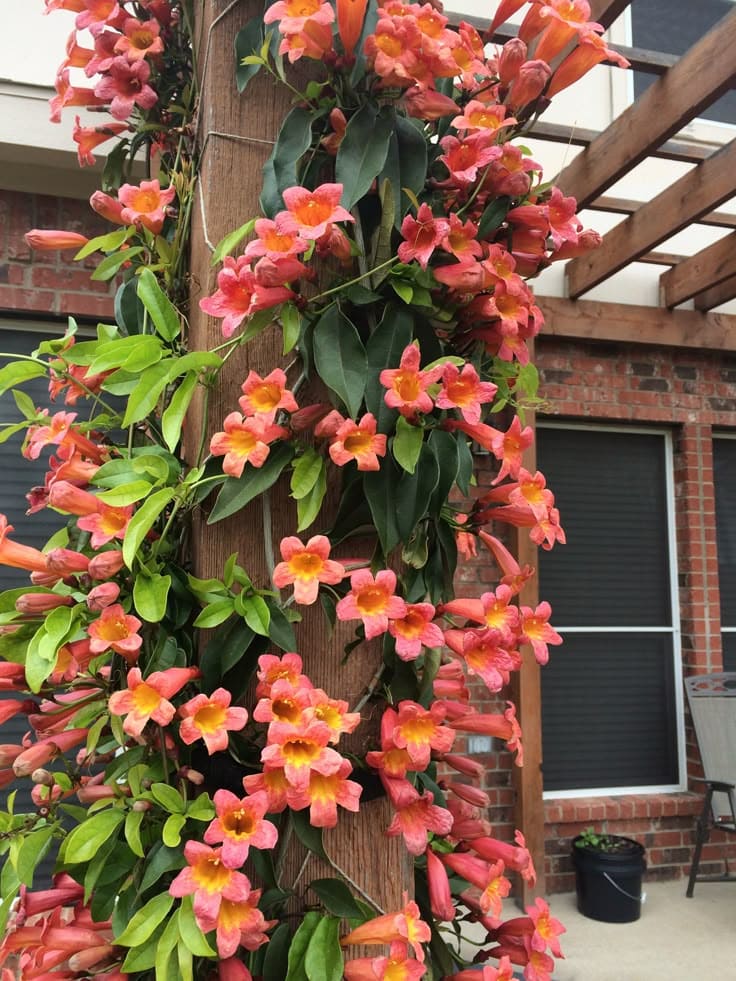 10 Fastest Growing Vines for Trellises That’ll Cover Any Space in No Time