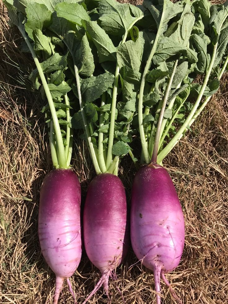 12 Vegetables That Grow Well in July (And Exactly How To Grow Them Right)