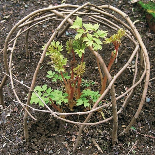 Twig Plant Protector Dome